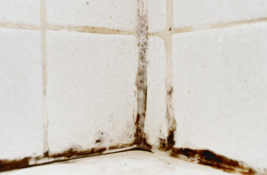 Black mold growth on tile grout