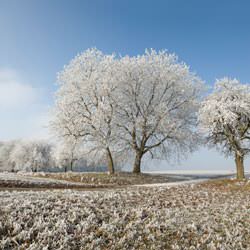 Frost covering trees and a grassy field in Oakland City